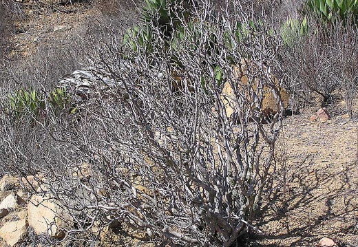Baja (California) (1844 відвідувань) Фото Стивена Брэка (Steven Brack, Belen, New Mexico)
Baja (California)