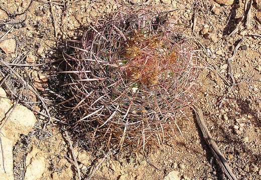 Baja (California) (1813 відвідувань) Фото Стивена Брэка (Steven Brack, Belen, New Mexico)
Baja (California)