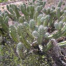 Baja (California) (1845 відвідувань) Фото Стивена Брэка (Steven Brack, Belen, New Mexico)
Baja (California)
