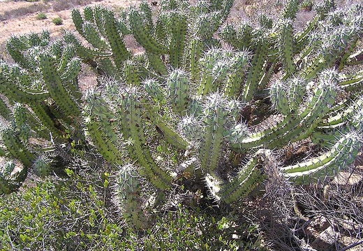 Baja (California) (1845 відвідувань) Фото Стивена Брэка (Steven Brack, Belen, New Mexico)
Baja (California)