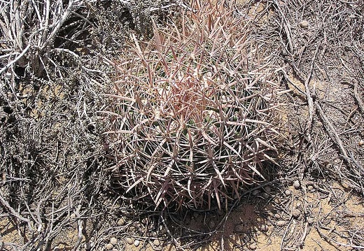 Baja (California) (1808 відвідувань) Фото Стивена Брэка (Steven Brack, Belen, New Mexico)
Baja (California)