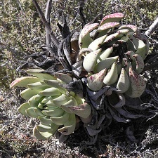 Baja (California) (2062 відвідувань) Фото Стивена Брэка (Steven Brack, Belen, New Mexico)
Baja (California)