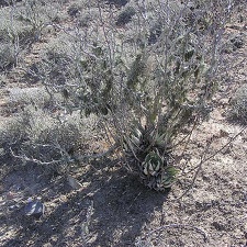 Baja (California) (1776 відвідувань) Фото Стивена Брэка (Steven Brack, Belen, New Mexico)
Baja (California)