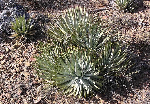 Baja (California) (1880 відвідувань) Фото Стивена Брэка (Steven Brack, Belen, New Mexico)
Baja (California)