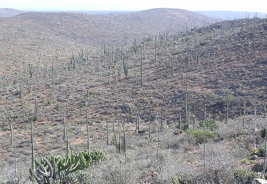 Baja (California) (1808 відвідувань) Фото Стивена Брэка (Steven Brack, Belen, New Mexico) Baja (California)
