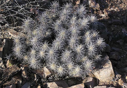 Baja (California) (1859 відвідувань) Фото Стивена Брэка (Steven Brack, Belen, New Mexico) Baja (California)