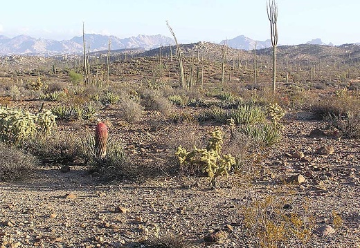 Baja (California) (1810 відвідувань) Фото Стивена Брэка (Steven Brack, Belen, New Mexico) Baja (California)