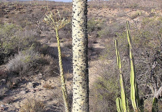 Baja (California) (2011 відвідувань) Фото Стивена Брэка (Steven Brack, Belen, New Mexico) Baja (California)