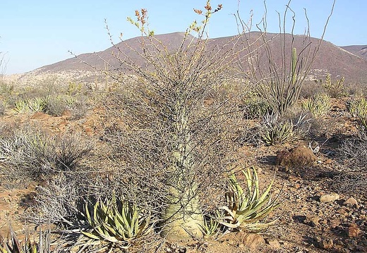 Baja (California) (1843 відвідувань) Фото Стивена Брэка (Steven Brack, Belen, New Mexico) Baja (California)