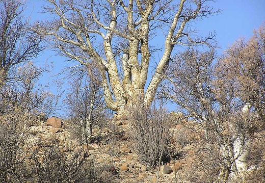 Baja (California) (1776 відвідувань) Фото Стивена Брэка (Steven Brack, Belen, New Mexico)
Baja (California)