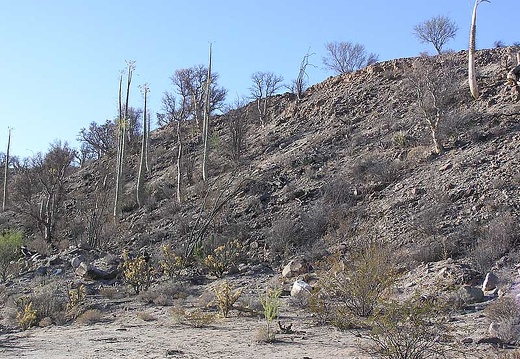 Baja (California) (1796 відвідувань) Фото Стивена Брэка (Steven Brack, Belen, New Mexico)
Baja (California)