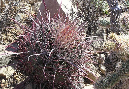Baja (California) (1748 відвідувань) Фото Стивена Брэка (Steven Brack, Belen, New Mexico)
Baja (California)