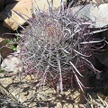 Baja (California) (1756 відвідувань) Фото Стивена Брэка (Steven Brack, Belen, New Mexico)
Baja (California)