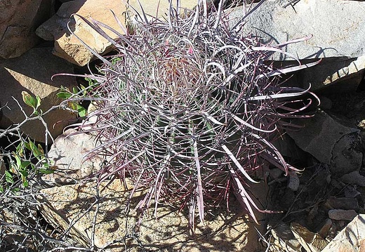 Baja (California) (1756 відвідувань) Фото Стивена Брэка (Steven Brack, Belen, New Mexico)
Baja (California)