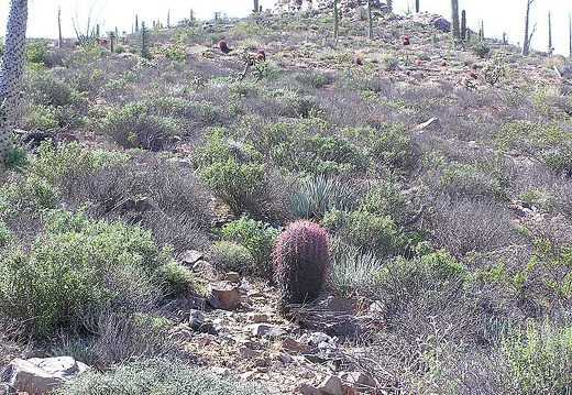 Baja (California) (1855 відвідувань) Фото Стивена Брэка (Steven Brack, Belen, New Mexico)
Baja (California)