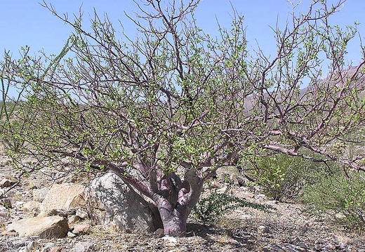 Baja (California) (1832 відвідувань) Фото Стивена Брэка (Steven Brack, Belen, New Mexico)
Baja (California)
