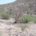 Baja (California) (1783 відвідувань) Фото Стивена Брэка (Steven Brack, Belen, New Mexico)
Baja (California)