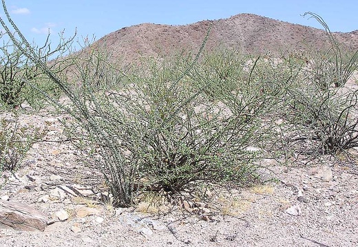 Baja (California) (1792 відвідувань) Фото Стивена Брэка (Steven Brack, Belen, New Mexico)
Baja (California)