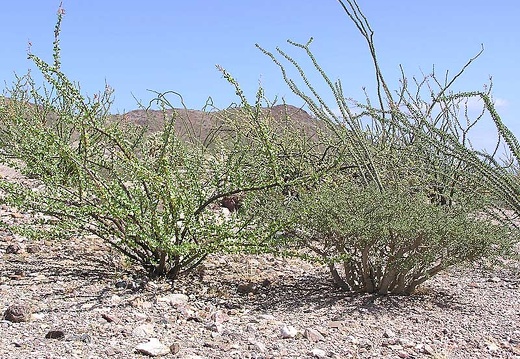 Baja (California) (1741 відвідувань) Фото Стивена Брэка (Steven Brack, Belen, New Mexico)
Baja (California)
