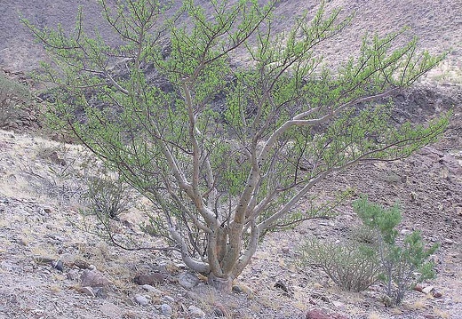 Baja (California) (1741 відвідувань) Фото Стивена Брэка (Steven Brack, Belen, New Mexico)
Baja (California)