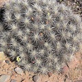 Baja (California) (1690 відвідувань) Фото Стивена Брэка (Steven Brack, Belen, New Mexico)
Baja (California)