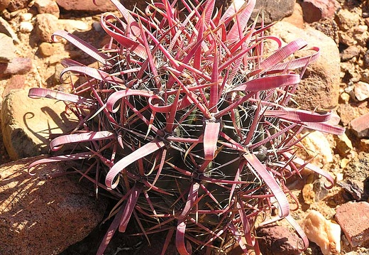 Baja (California) (1753 відвідувань) Фото Стивена Брэка (Steven Brack, Belen, New Mexico)
Baja (California)