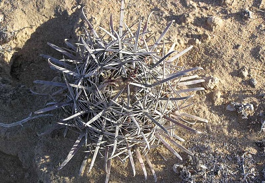 Baja (California) (1840 відвідувань) Фото Стивена Брэка (Steven Brack, Belen, New Mexico)
Baja (California)