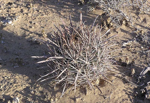 Baja (California) (1781 відвідувань) Фото Стивена Брэка (Steven Brack, Belen, New Mexico)
Baja (California)