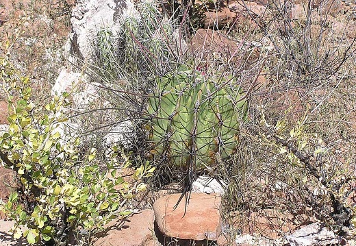 Baja (California) (1845 відвідувань) Фото Стивена Брэка (Steven Brack, Belen, New Mexico)
Baja (California)