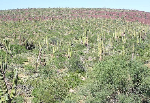 Baja (California) (1837 відвідувань) Фото Стивена Брэка (Steven Brack, Belen, New Mexico)
Baja (California)