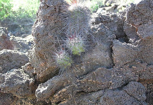 Baja (California) (1835 відвідувань) Фото Стивена Брэка (Steven Brack, Belen, New Mexico)
Baja (California)