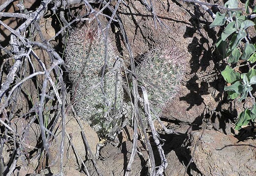 Baja (California) (1820 відвідувань) Фото Стивена Брэка (Steven Brack, Belen, New Mexico)
Baja (California)