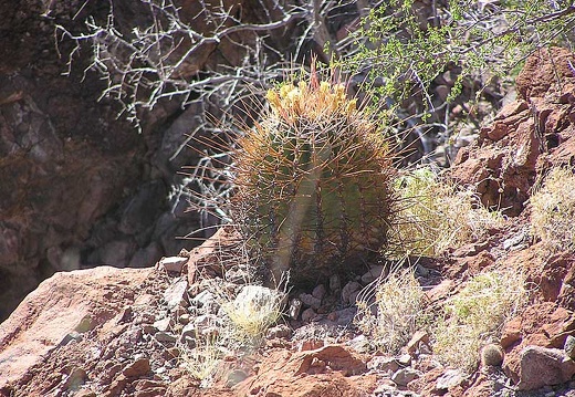 Baja (California) (1870 відвідувань) Фото Стивена Брэка (Steven Brack, Belen, New Mexico)
Baja (California)