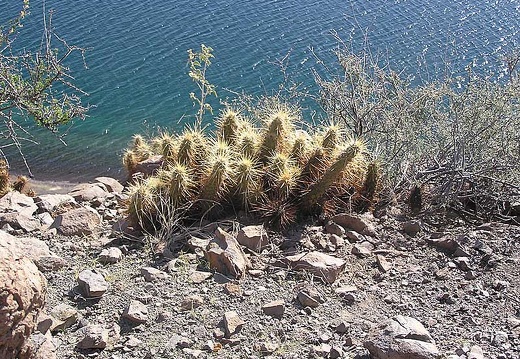 Baja (California) (1879 відвідувань) Фото Стивена Брэка (Steven Brack, Belen, New Mexico)
Baja (California)