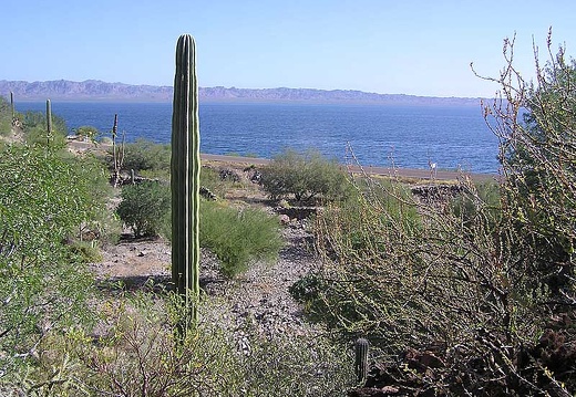 Baja (California) (1830 відвідувань) Фото Стивена Брэка (Steven Brack, Belen, New Mexico)
Baja (California)