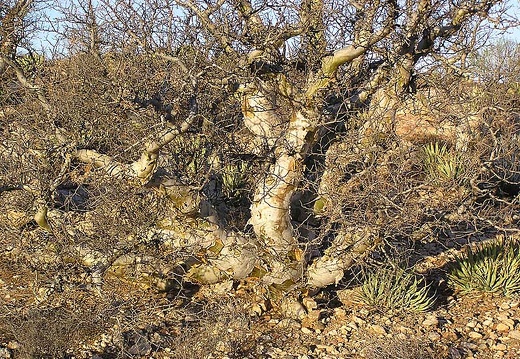 Baja (California) (2039 відвідувань) Фото Стивена Брэка (Steven Brack, Belen, New Mexico)
Baja (California)