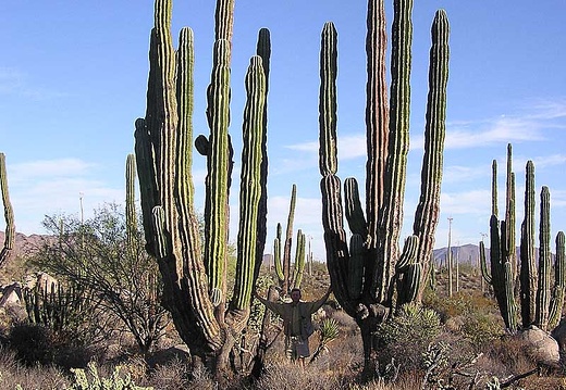 Baja (California) (1888 відвідувань) Фото Стивена Брэка (Steven Brack, Belen, New Mexico)
Baja (California)