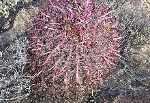 Baja (California) (2265 відвідувань) Фото Стивена Брэка (Steven Brack, Belen, New Mexico)
Baja (California)