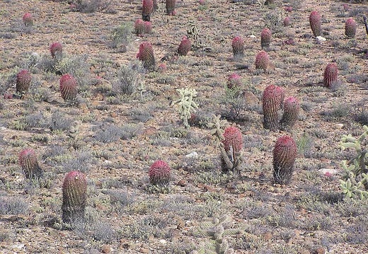 Baja (California) (2293 відвідувань) Фото Стивена Брэка (Steven Brack, Belen, New Mexico)
Baja (California)