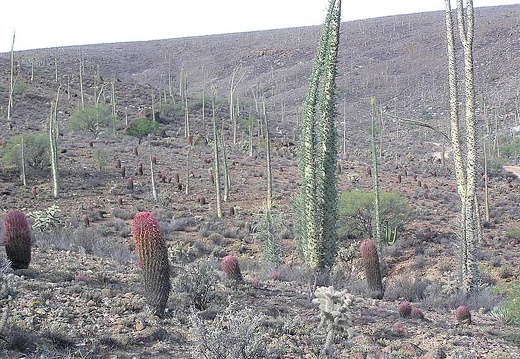 Baja (California) (2256 відвідувань) Фото Стивена Брэка (Steven Brack, Belen, New Mexico)
Baja (California)