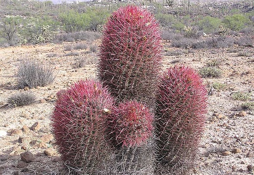 Baja (California) (2376 відвідувань) Фото Стивена Брэка (Steven Brack, Belen, New Mexico)
Baja (California)