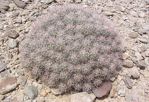 Baja (California) (2319 відвідувань) Фото Стивена Брэка (Steven Brack, Belen, New Mexico)
Baja (California)