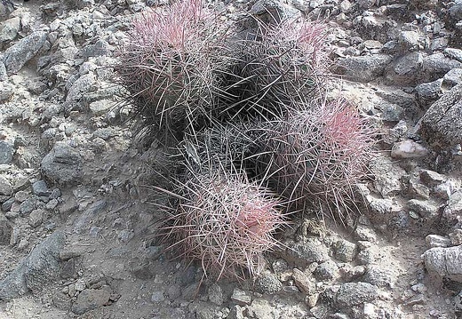 Baja (California) (2369 відвідувань) Фото Стивена Брэка (Steven Brack, Belen, New Mexico)
Baja (California)