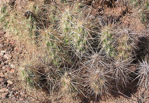 Baja (California) (2593 відвідувань) Фото Стивена Брэка (Steven Brack, Belen, New Mexico)
Baja (California)