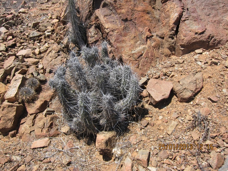 Поездка  Игоря Лавровского в Чили  (январь 2013)