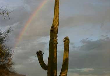 LS saguaro-and-rainbow (1747 відвідувань) LS saguaro-and-rainbow
