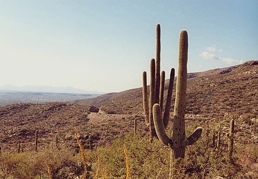 Sonora Mount Lemmon (1701 відвідувань) Sonora Mount Lemmon