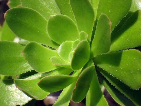 Остров Тенерифе