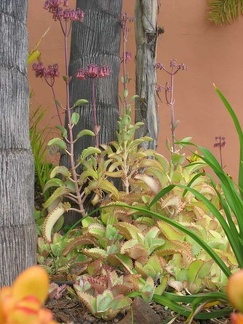 Остров Тенерифе