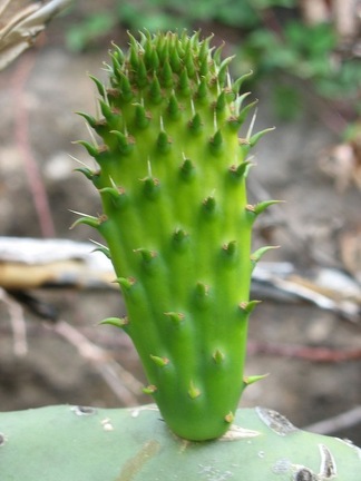 Остров Тенерифе